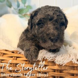 The Storyteller - Merle male Goldendoodle puppy in Livermore, Colorado from Heritage Hills Family Doodles