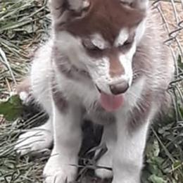 Siberian Huskies from Homemaker