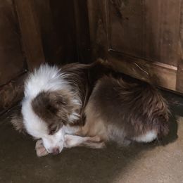 Miniature Australian Shepherd Puppies from Diamond R Aussies