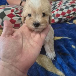 Baxter - Apricot male Maltipoo puppy in Everett, Washington from Meadows Ranch