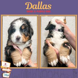 Dallas (Purple) - Black rust and white female Bernese Mountain Dog puppy in Boiling Springs, South Carolina from OlliePups, LLC
