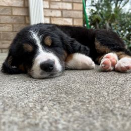 Bernedoodle Puppies from Buckingham's Bernedoodle Buddies