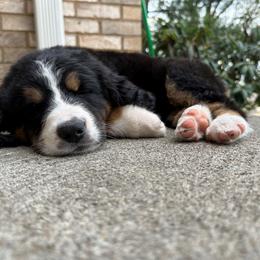 Bernedoodle Puppies from Buckingham's Bernedoodle Buddies