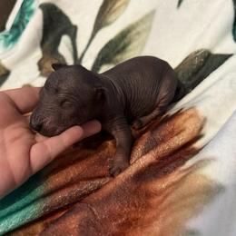 Jumanji - Black male Xoloitzcuintli puppy in Manitowoc, Wisconsin from Wonderland Kennel