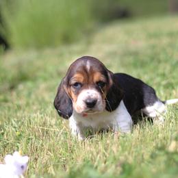 Willow - Black tan and white female Basset Hound puppy in Idaho from Welcome Home Bassets