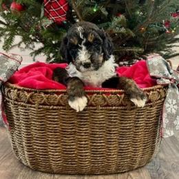 Bernedoodle Puppies from Oso Perfect Poodles and Doodles