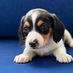 Romeo - Piebald male Dachshund puppy in Greenup, Kentucky from Tygart Creek Dachshunds