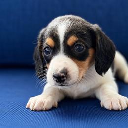 Romeo - Piebald male Dachshund puppy in Greenup, Kentucky from Tygart Creek Dachshunds