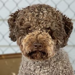 Fallon - Lagotto Romagnolo