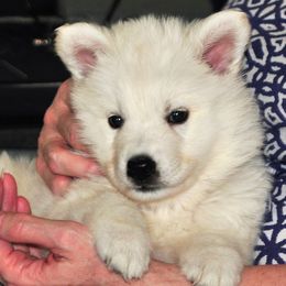 Berger Blanc Suisse Puppies from Absolute Dream White Swiss Shepherds