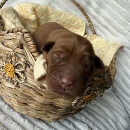 Estelle - Yellow female Labrador Retriever puppy in Angola, Indiana from Reniers Labrador Retrievers