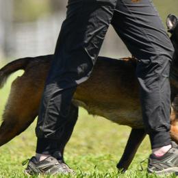 Belgian Malinois from New Beginning Belgians