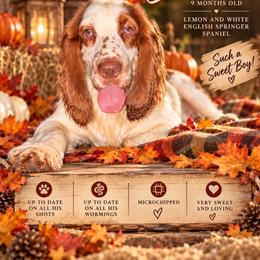 Elliott - Lemon and white male English Springer Spaniel puppy in Cookeville, Tennessee from Krossroads Kennel