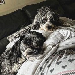 Cockapoo All Grown Up from Puppie Poos 4 U