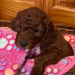 Luisa - Red  female Goldendoodle puppy in Conklin, Michigan from Lake Michigan Couture Cavapoos & Cockapoos
