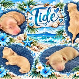 Tide - Cream male Dachshund puppy in High Hill, Missouri from High Hill Hounds