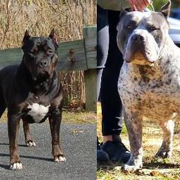 American Bully puppies from Fia Bullies