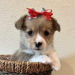 ABBY - Sable female Pembroke Welsh Corgi puppy in Hinton, Oklahoma from Green Cloud Ranch