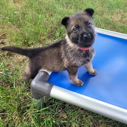 Whiskey (Red male) - Sable male German Shepherd puppy in Winchester, Kentucky from Del Lago Canine