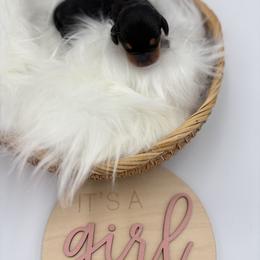 Nori - Black and tan female Dachshund puppy in Brownsville, California from Pine & Pasture Dachshunds