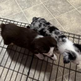Miniature American Shepherd Puppies from Bond’s MAS