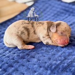 Pokemon 2 - Dapple female Dachshund puppy in Bremen, Georgia from Doodles & Doxies