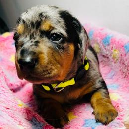 Charlie - Dapple male Dachshund puppy in Callahan, Florida from Faraway Farm Dachshunds