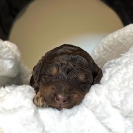 Goldendoodle and Labradoodle Puppies from Reddy Poodles & Doodles