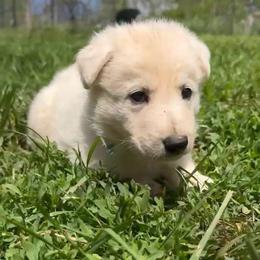 Casper - White male German Shepherd puppy in Yuba City, California from Barton’s German Shepherds