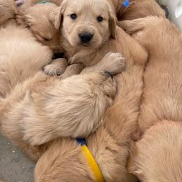 Boy 4 - Golden male Golden Retriever puppy in Yucaipa, California from Blessed Goldens