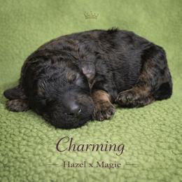 Charming - Sable male Poodle puppy in Springfield, Oregon from Valaurah Farms