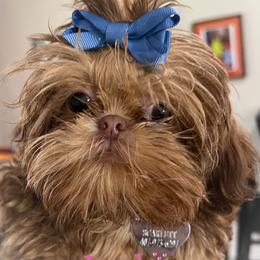 Scarlett - Shih Tzu