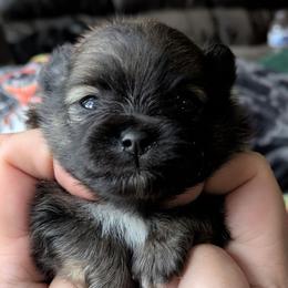 Gene - Orange sable male Pomeranian puppy in Utah from Pop Off Poms & Chis