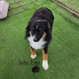 John - Black tri male Miniature Australian Shepherd puppy in Snowflake, Arizona from Halfpint Aussies