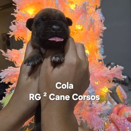 COLA - Fawn male Cane Corso puppy in St. Augustine, Florida from RG2 Cane Corsos