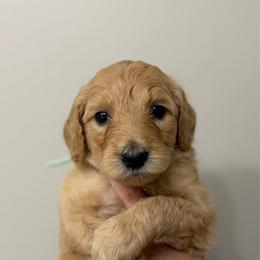 Teal - Apricot female Goldendoodle puppy in Ranger, Georgia from Muscadine Meadows Poodles and Doodles