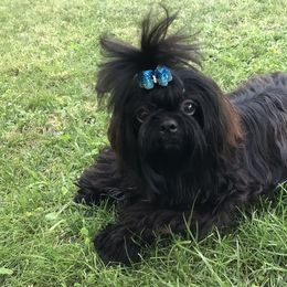 Shih Tzu All Grown Up from AKC Shih Tzu of California