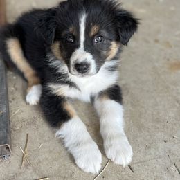 Australian Shepherd and Border Collie Puppies from Smothermon Livestock