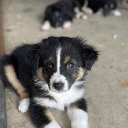 Australian Shepherd and Border Collie Puppies from Smothermon Livestock