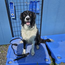 Lady - Border Collie