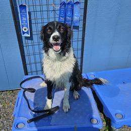 Lady - Border Collie