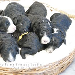 Goldendoodle and Sheepadoodle Puppies from The Farms Precious Doodles