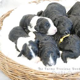Goldendoodle and Sheepadoodle Puppies from The Farms Precious Doodles
