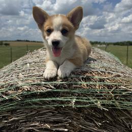 Bunny - White and red female Pembroke Welsh Corgi puppy in Godley, Texas from Bradley Kennels