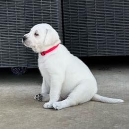 Dark pink - Yellow female Labrador Retriever puppy in Eagle Point, Oregon from Stonegate Labradors