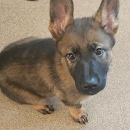 Girl 2 - Sable female German Shepherd puppy in Richland, New York from Hirten Bray Hugel