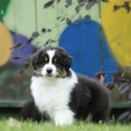 Australian Shepherds from Alaska Gold Kennels