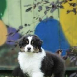 Australian Shepherds from Alaska Gold Kennels