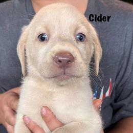 Cider - Champagne female Dilute Retriever puppy in Somerset, Pennsylvania from Chickentown Labradors
