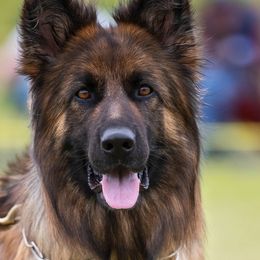German Shepherd All Grown Up from Vom Sturmjäger